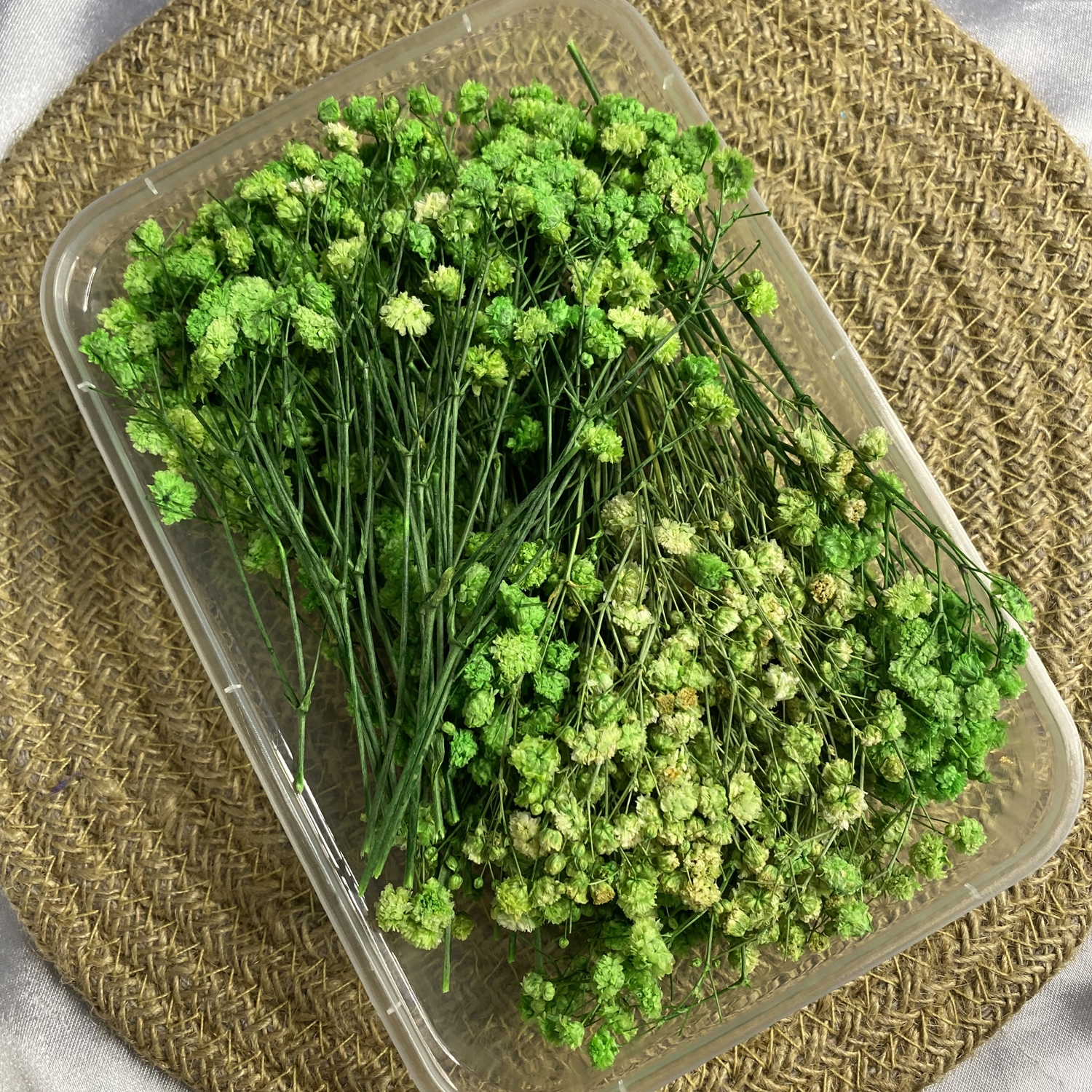 Green Gypsy/Baby breathe