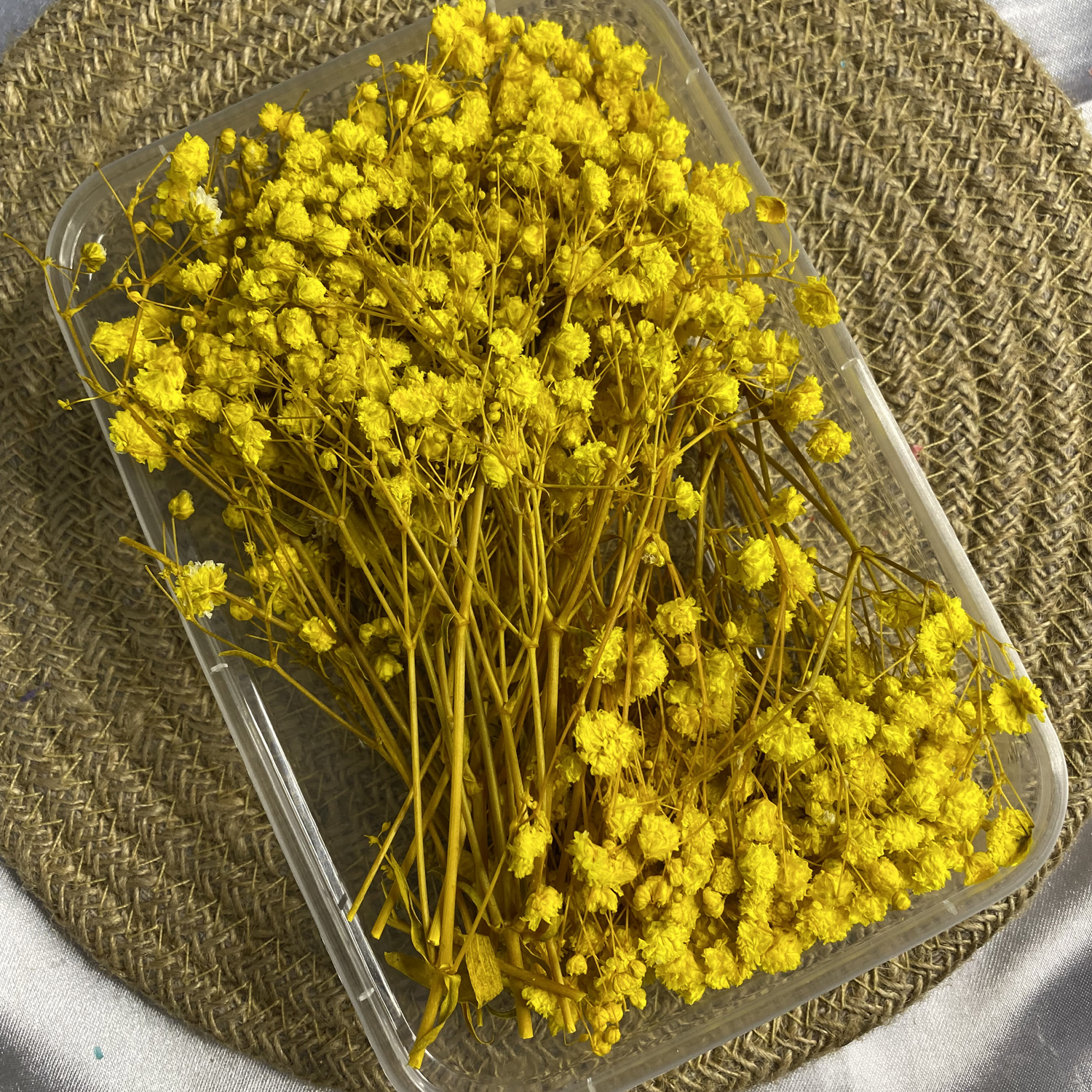 Yellow Gypsy/Baby breathe