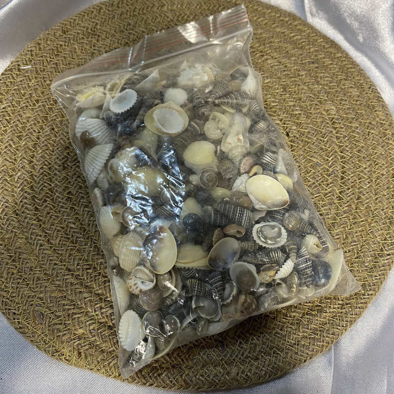 Sea Shells